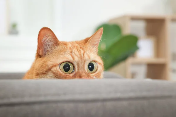 Забавна Тварина Милий Імбирний Кіт Великими Очима Вдома — стокове фото