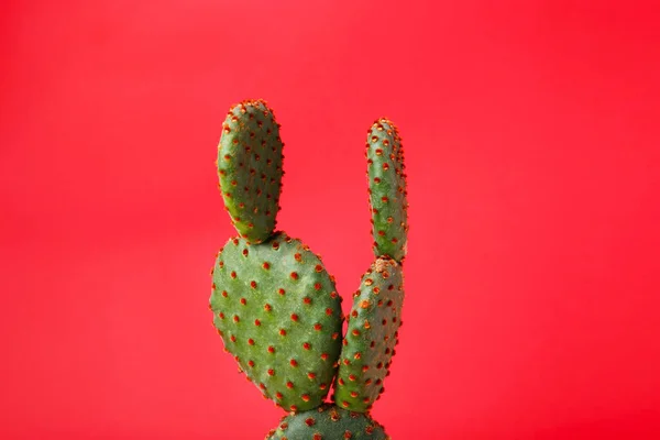 Piękny Zielony Kaktus Opuntia Czerwonym Tle — Zdjęcie stockowe