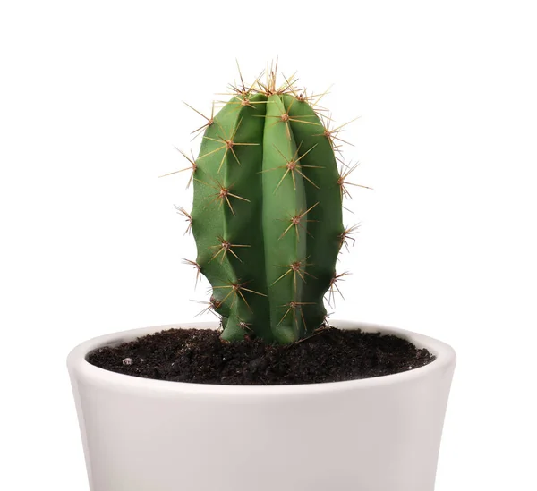 Hermoso Cactus Verde Maceta Aislado Blanco —  Fotos de Stock