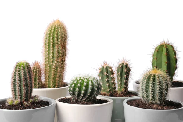 Muchos Cactus Diferentes Macetas Sobre Fondo Blanco —  Fotos de Stock