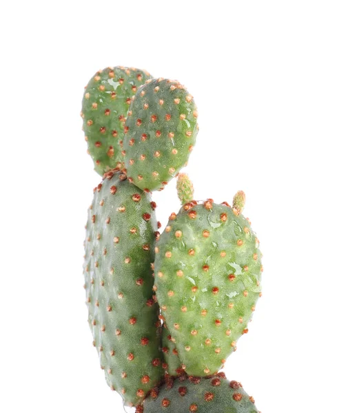 Mooie Groene Exotische Cactus Geïsoleerd Wit — Stockfoto