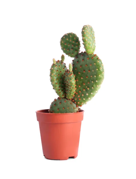 Schöner Grüner Exotischer Kaktus Topf Isoliert Auf Weiß — Stockfoto