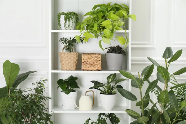 Different green potted houseplants near white wall