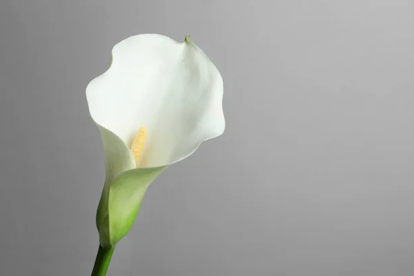 Schöne Calla Lilie Blume Auf Weißem Hintergrund Nahaufnahme Raum Für — Stockfoto