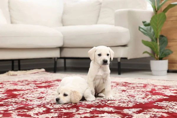 Cachorrinhos Bonitos Tapete Dentro Casa Animais Estimação Adoráveis — Fotografia de Stock