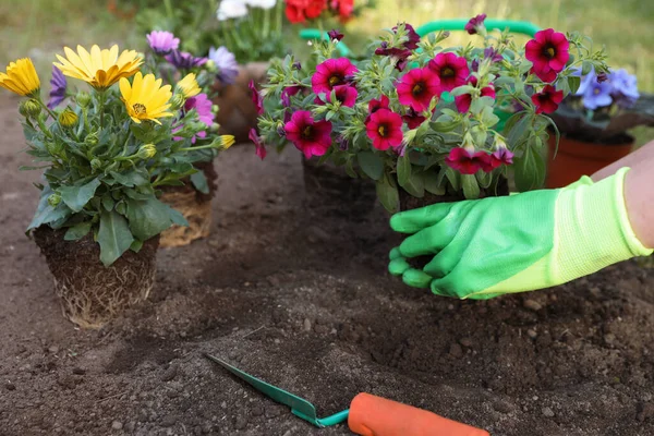 Mujer Guantes Jardinería Plantando Hermosas Flores Aire Libre Primer Plano —  Fotos de Stock