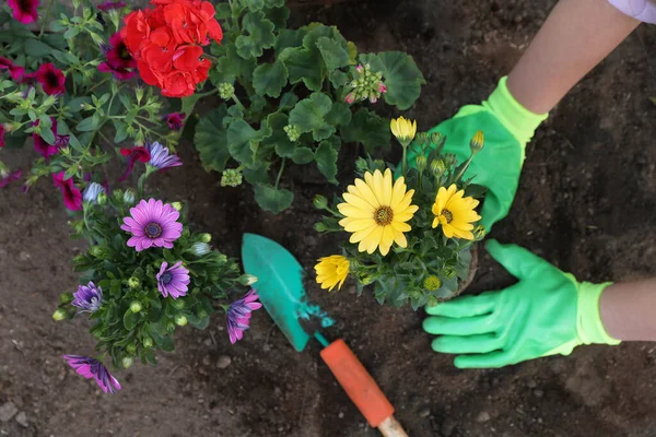 Mujer Guantes Jardinería Plantando Hermosas Flores Aire Libre Vista Superior —  Fotos de Stock
