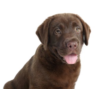 Beyaz arka planda şirin bir çikolata Labrador Retriever köpeği.