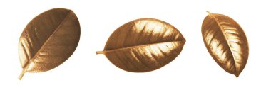 Ficus Elastica bitkisinin güzel altın yapraklı kolajı beyaz arka planda, üst manzara