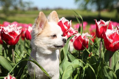 Güneşli bir günde güzel lale çiçeklerinin arasında sevimli bir Chihuahua köpeği.