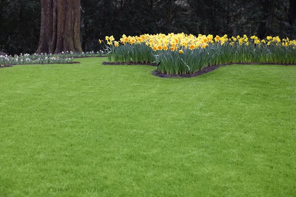 公園の美しい黄色の水仙の花と緑の芝生 — ストック写真