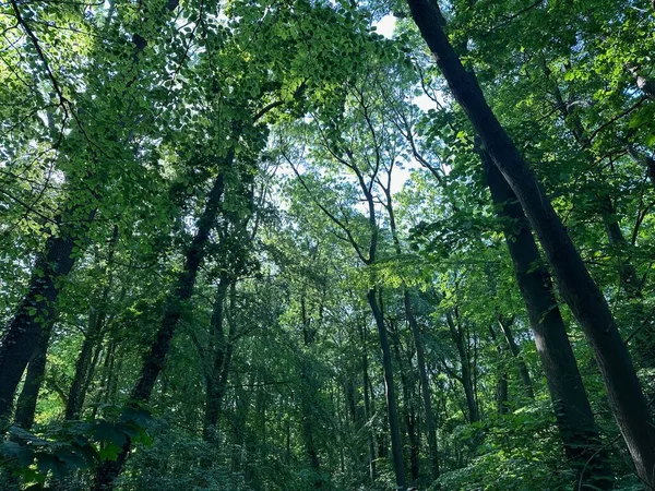Vysoké Zelené Stromy Lese Nízký Úhel Pohledu — Stock fotografie
