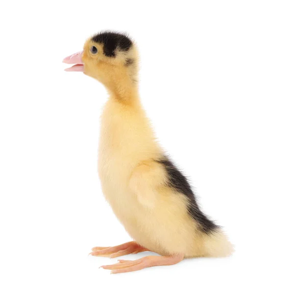 Yavru Hayvan Beyaz Arka Planda Sevimli Pofuduk Ördek Yavrusu — Stok fotoğraf