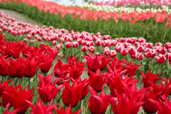 Beautiful Red Tulip Flowers Growing Field — Stock Photo, Image