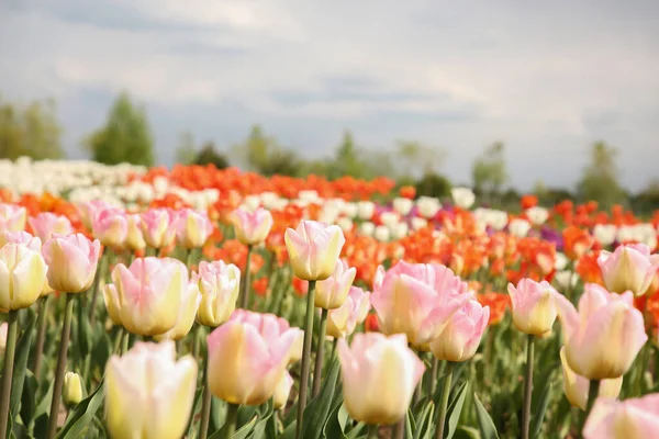 Lindas Flores Tulipa Coloridas Crescendo Campo — Fotografia de Stock