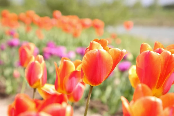 Lindas Flores Tulipa Coloridas Crescendo Campo Close — Fotografia de Stock