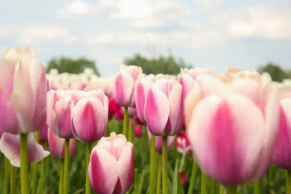 Belles Fleurs Tulipes Poussant Dans Champ Gros Plan — Photo