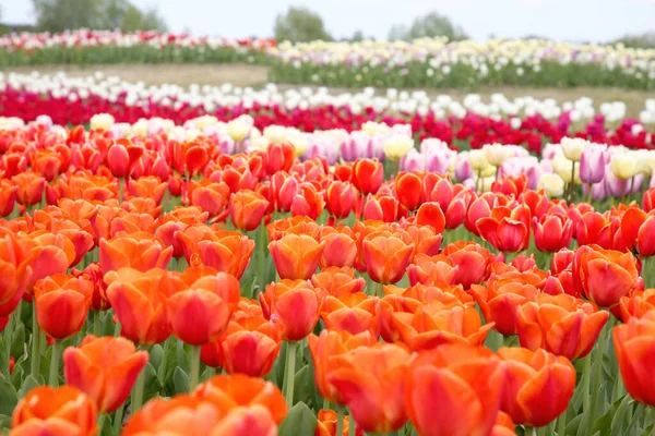 Lindas Flores Tulipa Coloridas Crescendo Campo Foco Seletivo — Fotografia de Stock