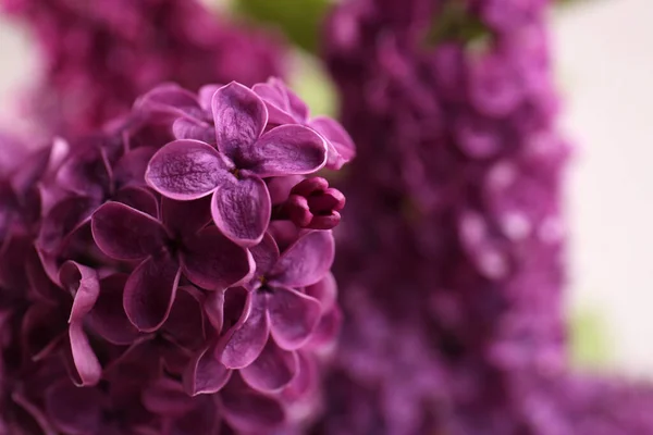 Vackra Blommande Lila Blommor Mot Suddig Bakgrund Närbild Plats För — Stockfoto