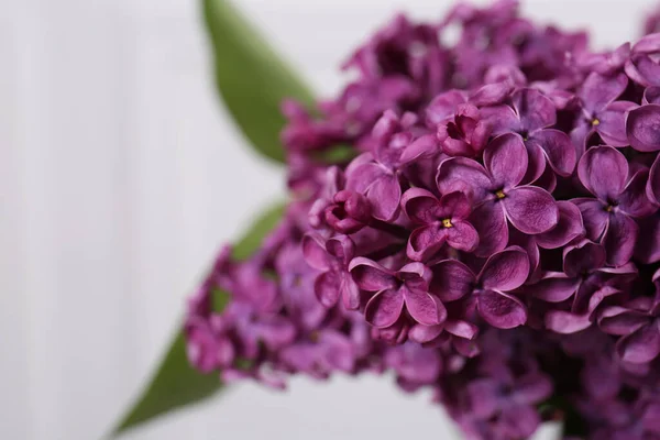 stock image Beautiful blooming lilac flowers against blurred background, closeup. Space for text