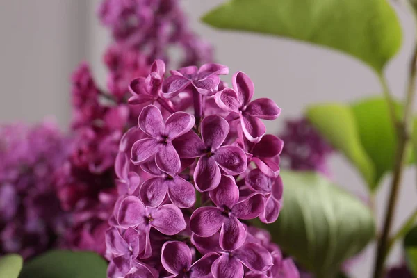 Vackra Blommande Lila Blommor Suddig Bakgrund Närbild — Stockfoto