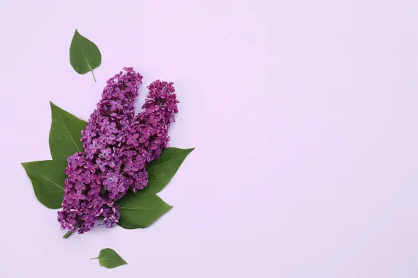 美しいライラックの花と緑の葉は淡い紫色の背景 トップビューにあります テキスト用スペース — ストック写真