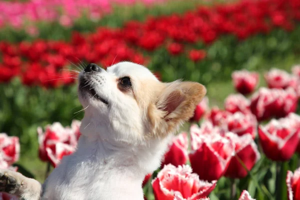Leuke Chihuahua Hond Tussen Mooie Tulpenbloemen Zonnige Dag — Stockfoto