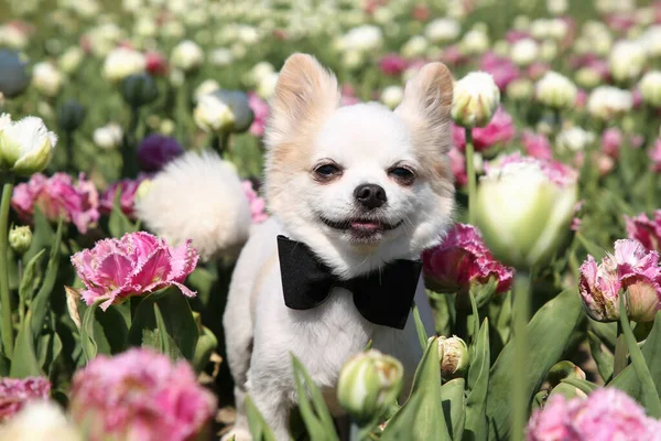 Leuke Chihuahua Hond Tussen Mooie Tulpenbloemen Zonnige Dag — Stockfoto