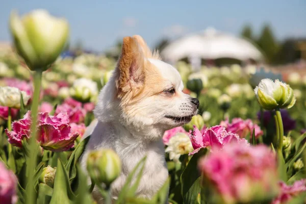 Cão Chihuahua Bonito Entre Belas Flores Tulipa Dia Ensolarado — Fotografia de Stock