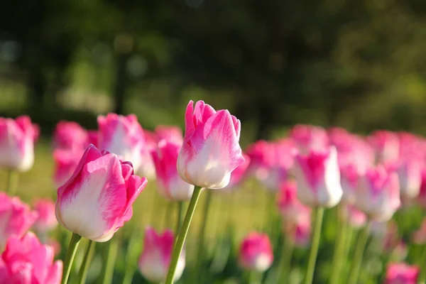 Belles Fleurs Tulipes Roses Poussant Dans Champ Jour Ensoleillé Gros — Photo