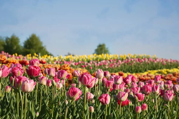 Lindas Flores Tulipa Coloridas Crescendo Campo Dia Ensolarado — Fotografia de Stock