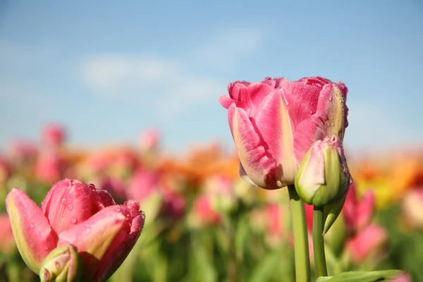 Gyönyörű Rózsaszín Tulipán Virágok Növekvő Területen Napsütéses Napon Közelkép — Stock Fotó
