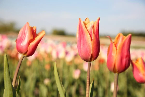 Piękne Kolorowe Kwiaty Tulipana Rosnące Polu Słoneczny Dzień Zbliżenie — Zdjęcie stockowe