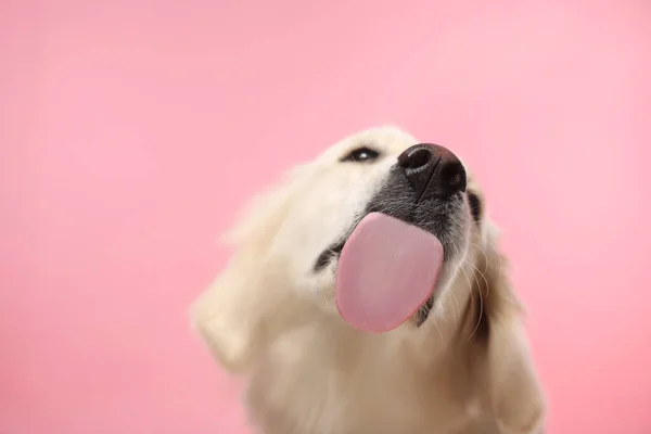 可爱的拉布拉多猎犬在粉色背景上显示舌头 — 图库照片