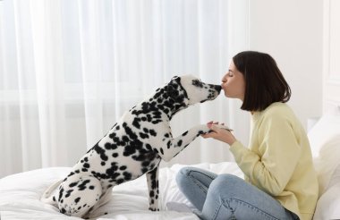 Sevimli Dalmaçyalı köpek evdeki yatakta mutlu kadına pençe atıyor. Sevimli hayvan