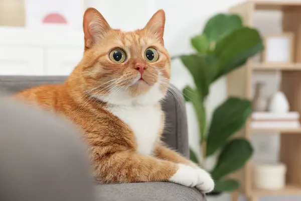 Que Animal Engraçado Gato Bonito Com Olhos Grandes Casa Espaço — Fotografia de Stock