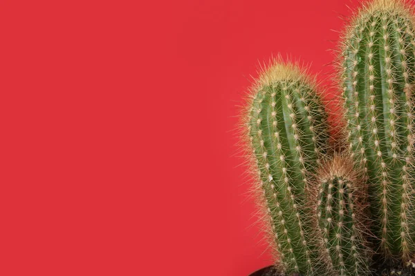 Mooie Groene Cactus Rode Achtergrond Ruimte Voor Tekst Tropische Planten — Stockfoto