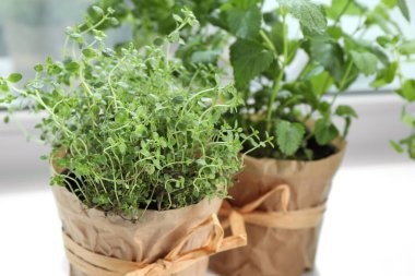 Pencere pervazında farklı taze otlar, yakın plan.