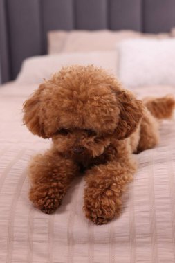 Yumuşak yatakta sevimli bir Maltipoo köpeği, yakın plan. Sevimli hayvan