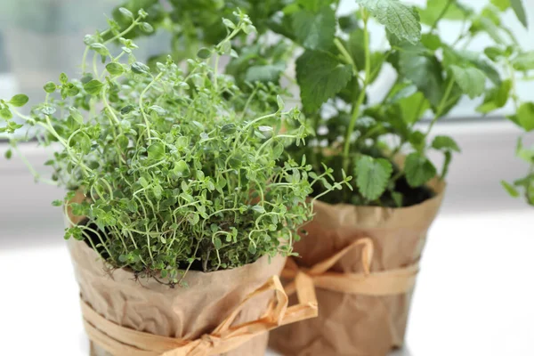 Pencere pervazında farklı taze otlar, yakın plan.