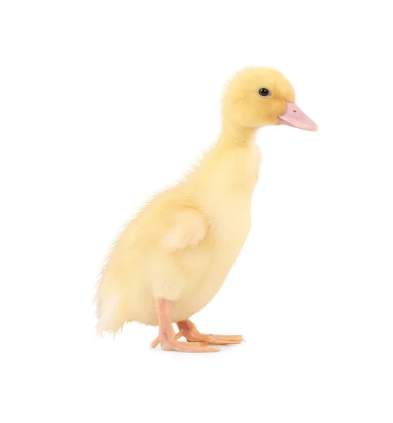 Baby Animal Cute Fluffy Duckling White Background — Stock Photo, Image