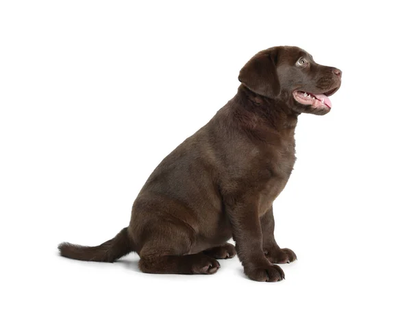 Bonito Chocolate Labrador Retriever Filhote Cachorro Fundo Branco — Fotografia de Stock