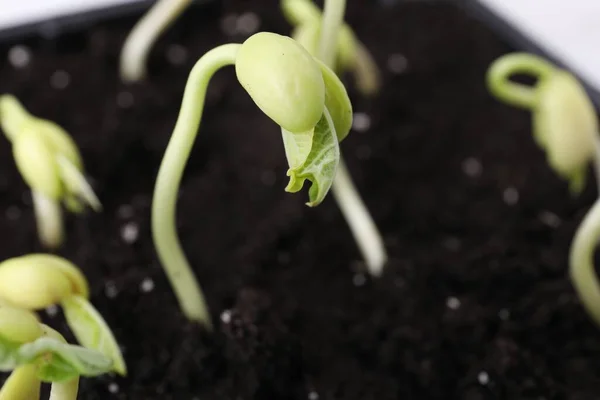 Kidney bean sprouts in fertile soil, closeup