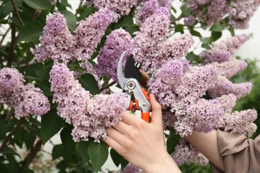 Gardener pruning lilac branch with secateurs outdoors, closeup