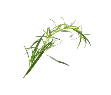 Beyaz arkaplanda bir dal taze tarhun otu