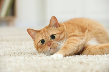 Funny pet. Cute surprised cat with big eyes lying on carpet at home