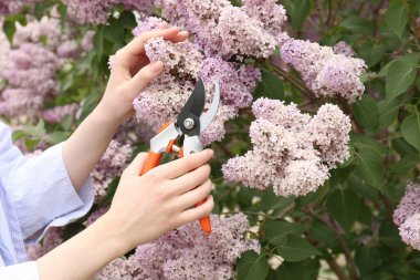 Gardener pruning lilac branch with secateurs outdoors, closeup