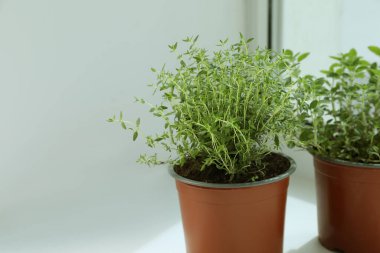 Pencere pervazında farklı taze otlar, yakın plan. Metin için boşluk