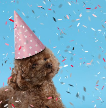 Cute Maltipoo dog in party hat under falling confetti on light blue background. Space for text