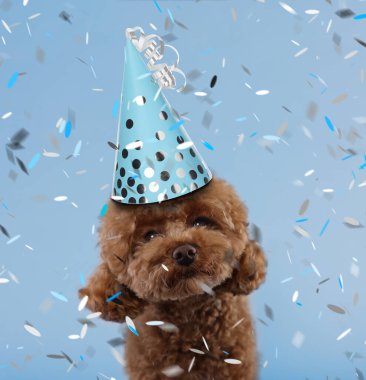 Parti şapkalı sevimli Maltipoo köpeği açık mavi arka planda konfeti düştü.